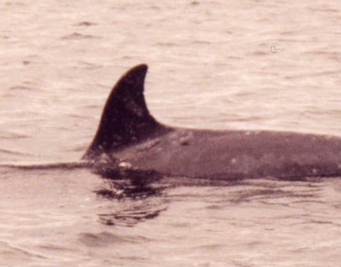 Left Dorsal Fin