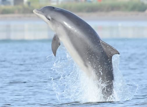 General photo of Shepherd