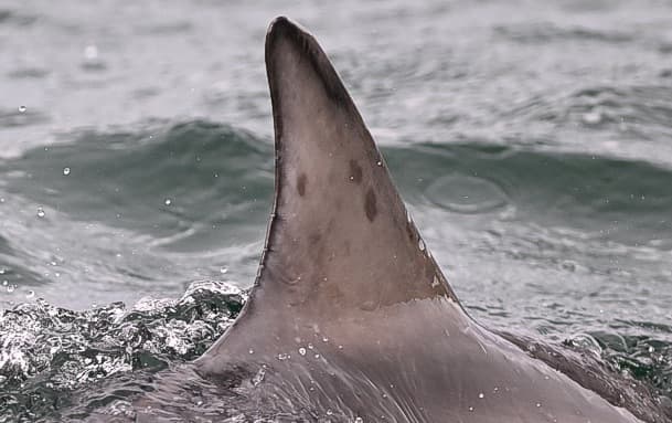 Left Dorsal Fin