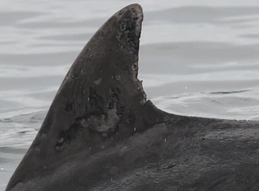 Left Dorsal Fin