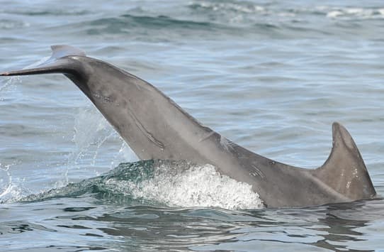 General photo of Bean