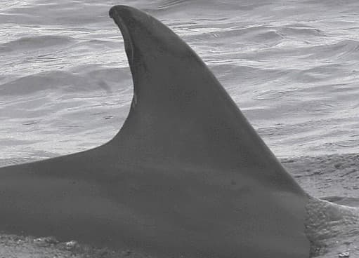Left Dorsal Fin
