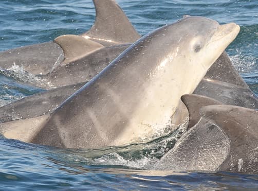 General photo of Shepherd