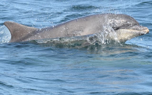 General photo of Tyrion