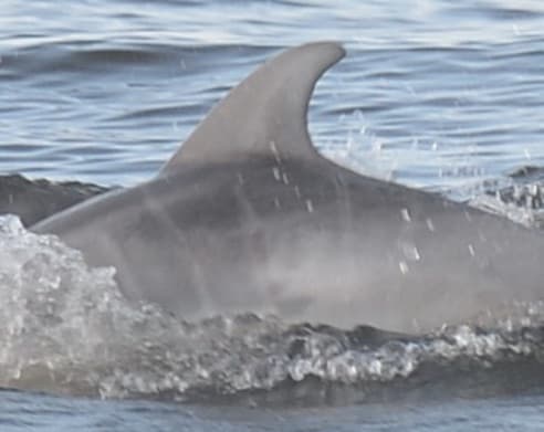 Left Dorsal Fin