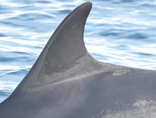 Left Dorsal Fin