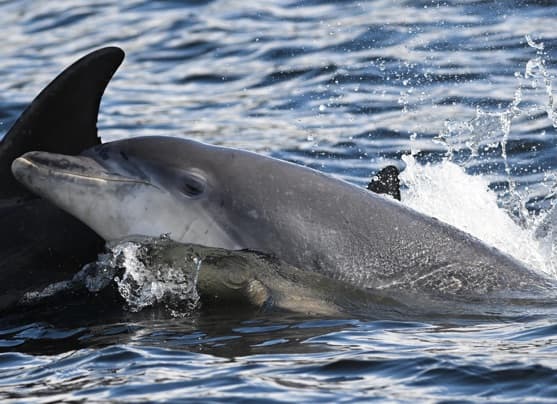 General photo of Piccolo