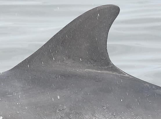 Left Dorsal Fin
