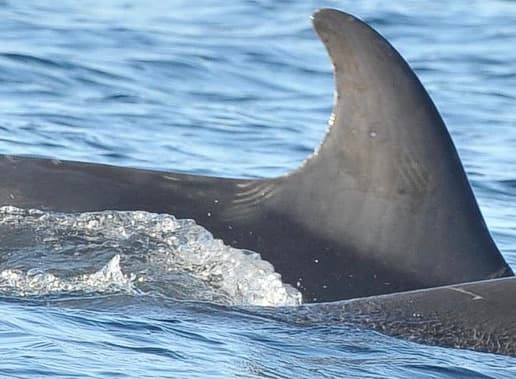Left Dorsal Fin