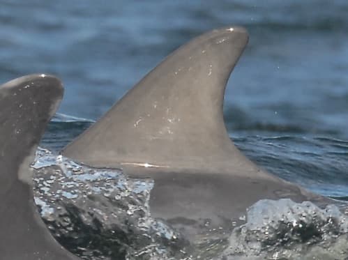 Left Dorsal Fin