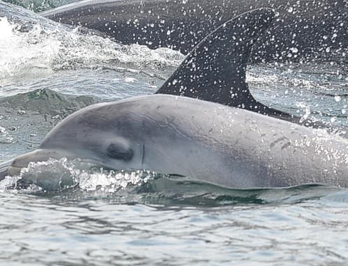 General photo of Jaws