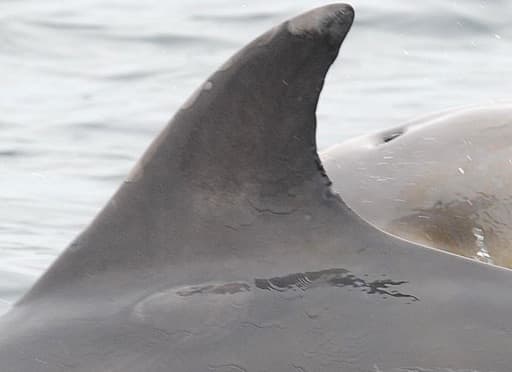 Left Dorsal Fin