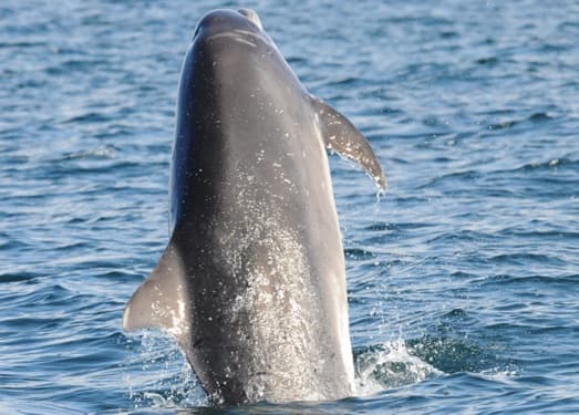 General photo of Blotchy