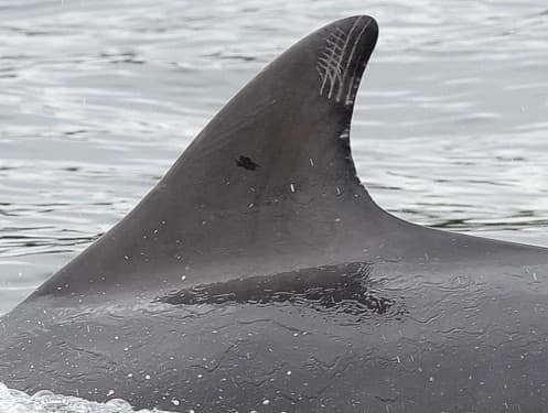 Left Dorsal Fin