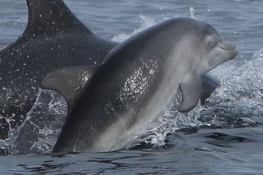 General photo of Sprigan