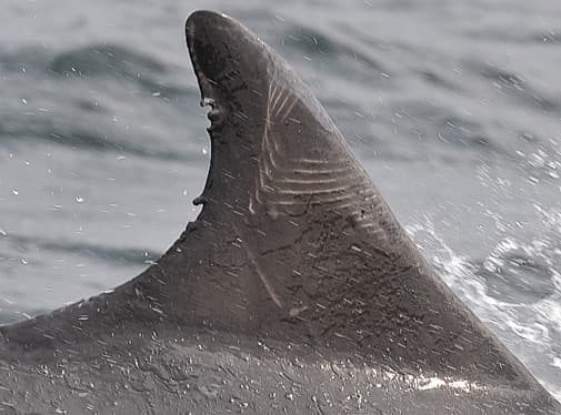 Left Dorsal Fin