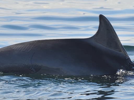 General photo of Pirate