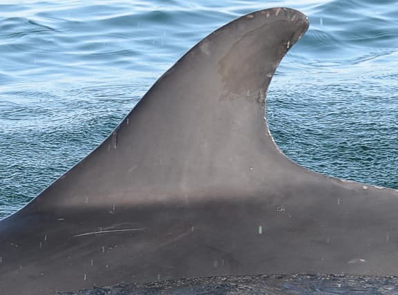 Left Dorsal Fin