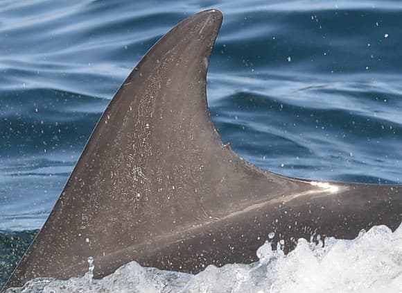 Left Dorsal Fin