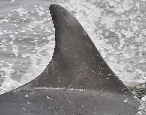 General photo of Doosh-doosh