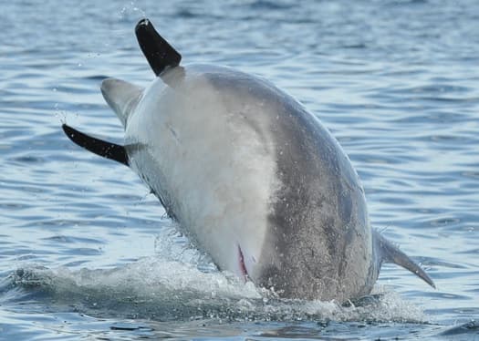 General photo of Panda (Splash)