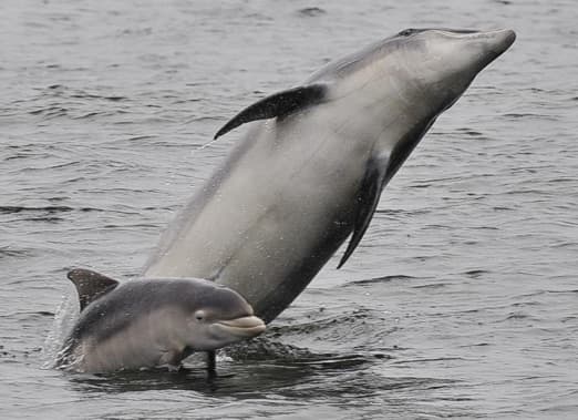 General photo of Muddy