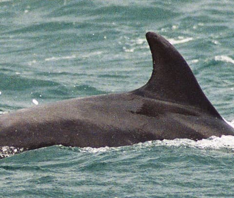 Left Dorsal Fin