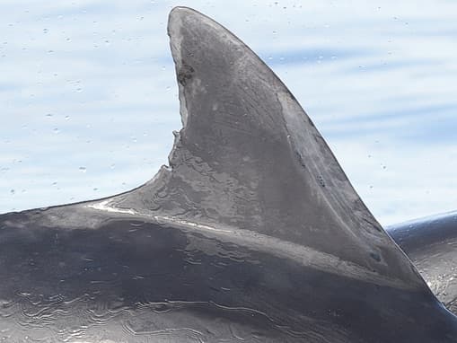 Left Dorsal Fin