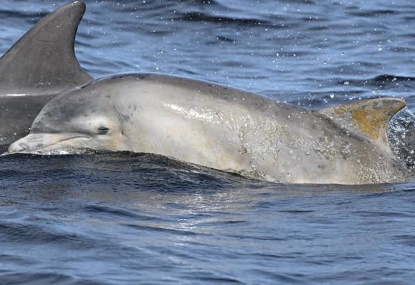 General photo of Swiftie