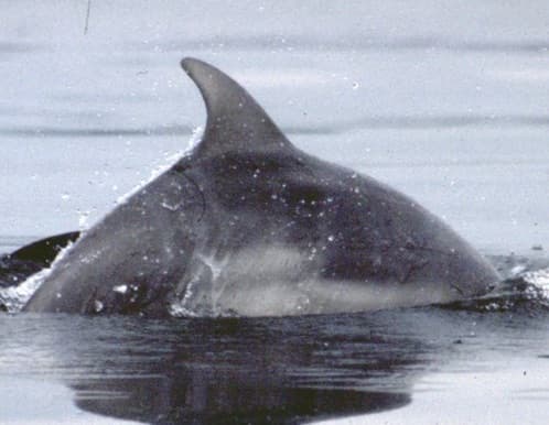 Left Dorsal Fin