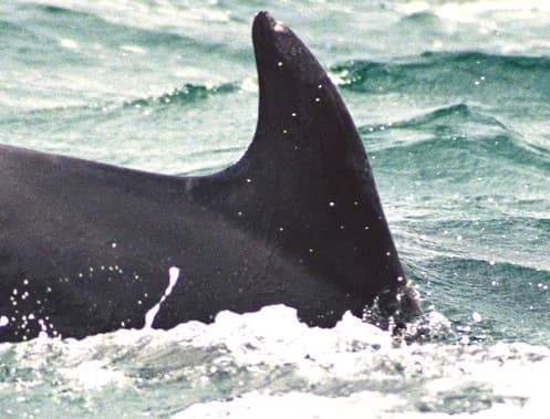 Left Dorsal Fin
