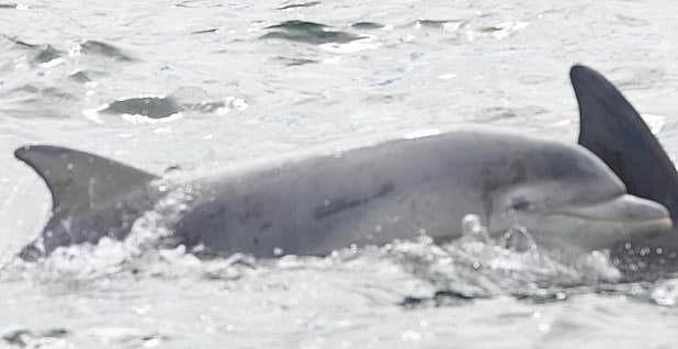 General photo of Eyebrow