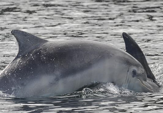 General photo of Moonshine