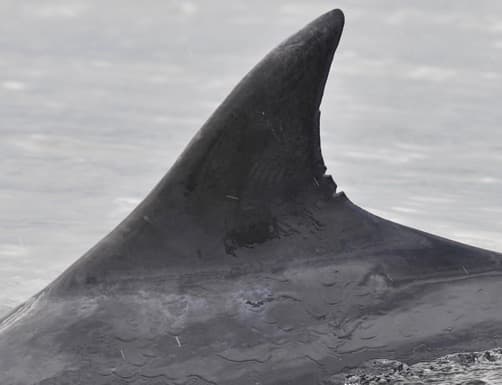 Left Dorsal Fin