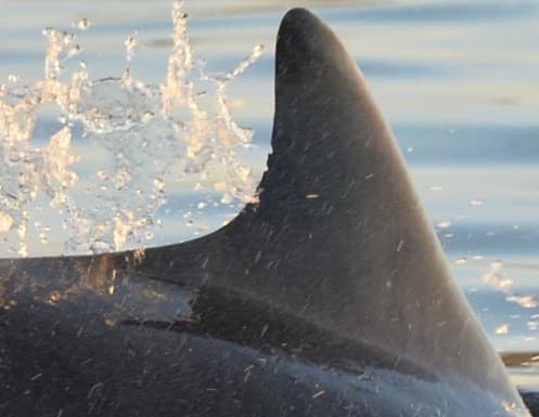 Left Dorsal Fin