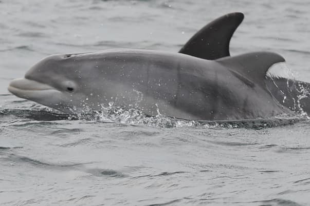 General photo of Ridley