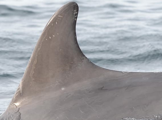 Left Dorsal Fin