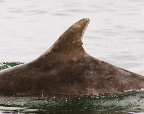 Left Dorsal Fin