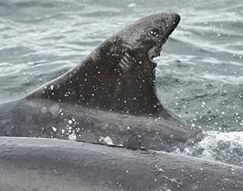 General photo of Beatrice