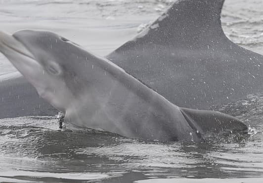 General photo of Nutlet