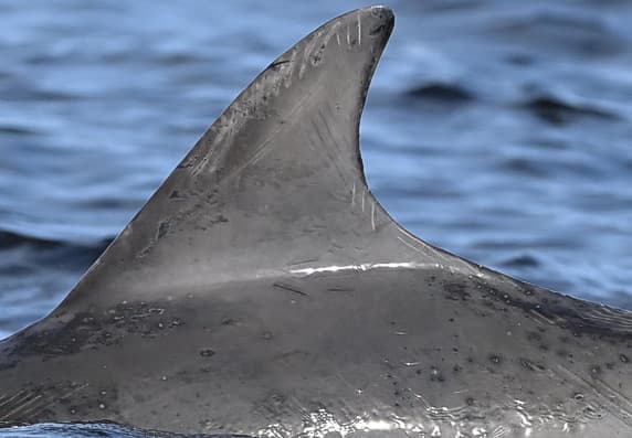 Left Dorsal Fin