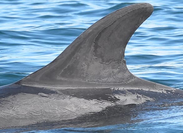 Left Dorsal Fin