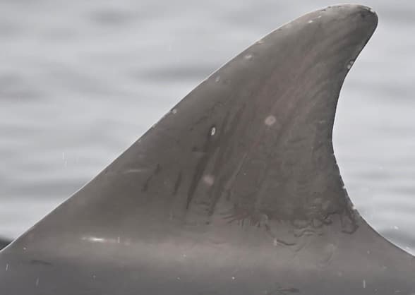Left Dorsal Fin