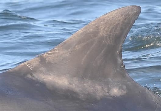 Left Dorsal Fin