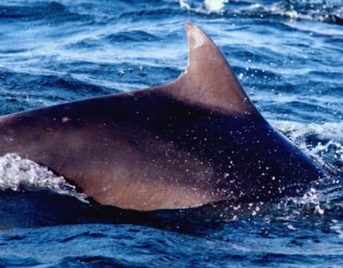Left Dorsal Fin