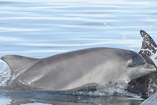 General photo of Shepherd