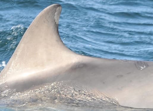 Left Dorsal Fin