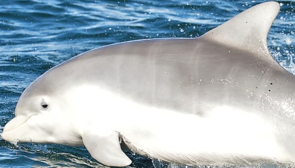 General photo of Banana (Irrelevant)