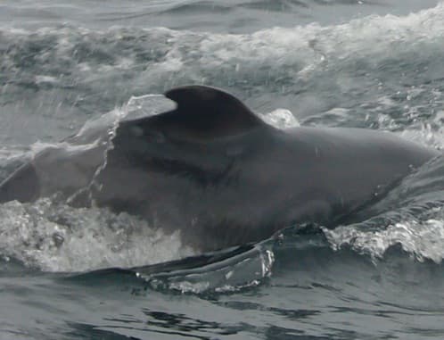 Left Dorsal Fin