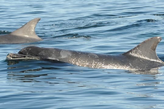 General photo of Geo